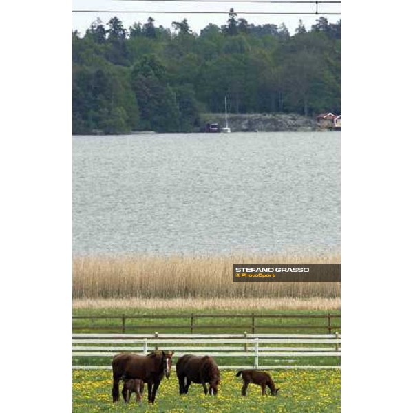 foals and mares at Menhammar Stud Ehero - 30th may 2005 ph. Stefano Grasso
