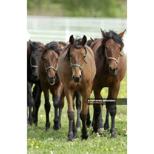 yearlings at Menhammar Stud Ehero - 30th may 2005 ph. Stefano Grasso