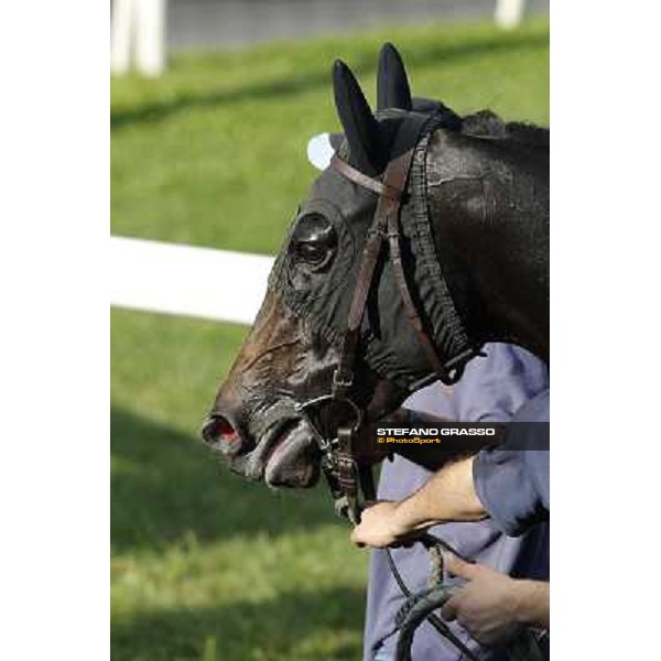 Omaticaya after winning the Premio Ubaldo Pandolfi Roma,Capannelle racecourse,27th oct.2013 ph.Stefano Grasso