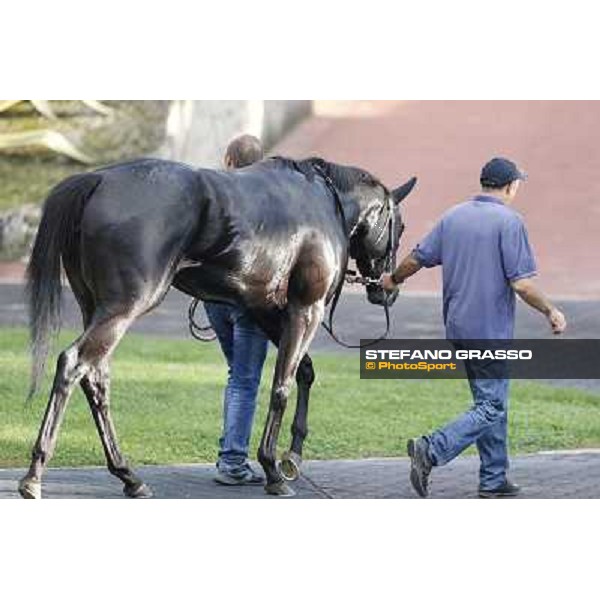 Omaticaya returns home after winning the Premio Ubaldo Pandolfi Roma,Capannelle racecourse,27th oct.2013 ph.Stefano Grasso