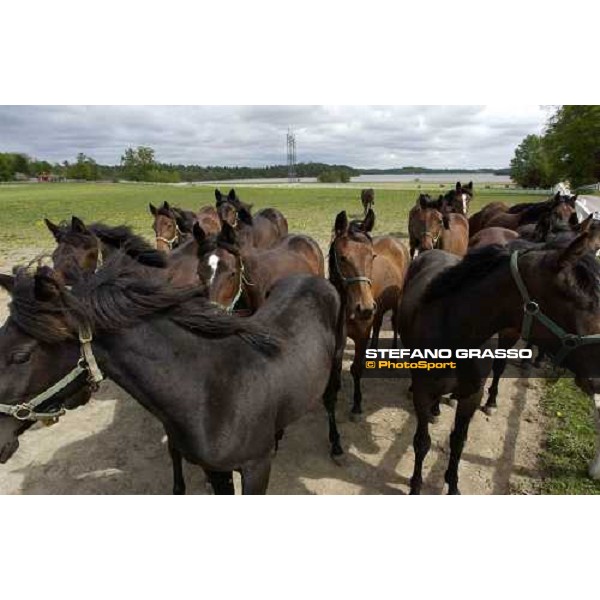 yearlings at Menhammar Stud Ehero - 30th may 2005 ph. Stefano Grasso