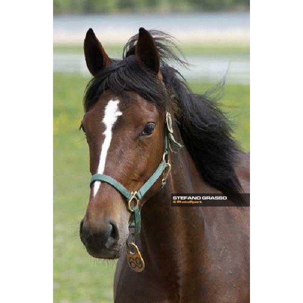 a yearling from Varenne at Menhammar Stud Ehero - 30th may 2005 ph. Stefano Grasso