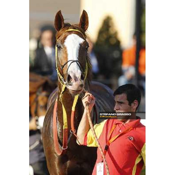 Principiante Roma,Capannelle racecourse,27th oct.2013 ph.Stefano Grasso