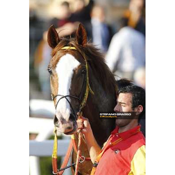 Principiante Roma,Capannelle racecourse,27th oct.2013 ph.Stefano Grasso