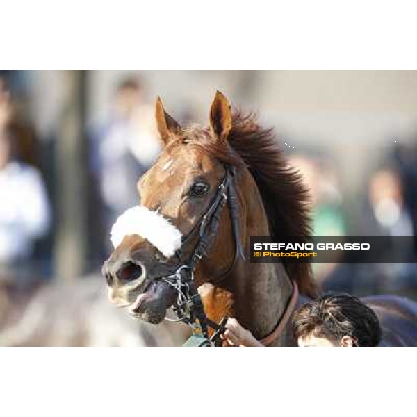 Drive to Hell Roma,Capannelle racecourse,27th oct.2013 ph.Stefano Grasso