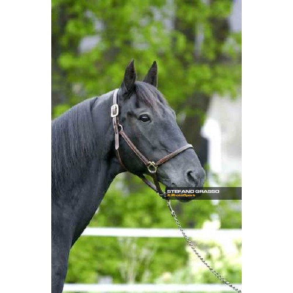 Mack Lobell at Menhammar Stud Ehero - 30th may 2005 ph. Stefano Grasso