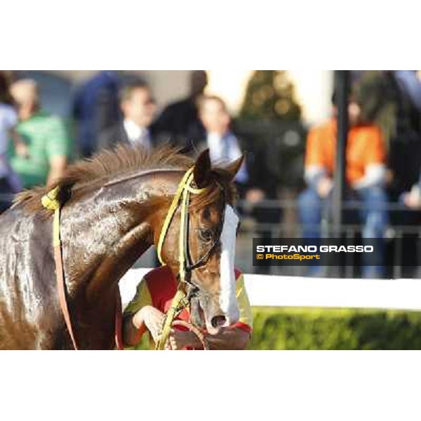 Principiante Roma,Capannelle racecourse,27th oct.2013 ph.Stefano Grasso