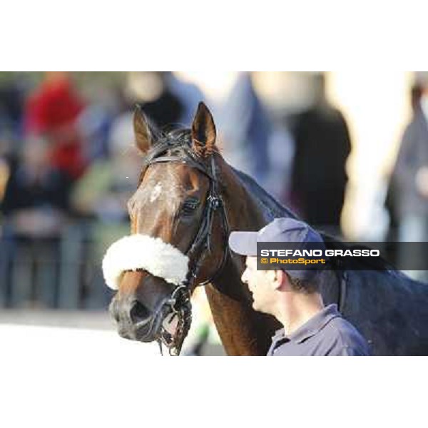 Celticus Roma,Capannelle racecourse,27th oct.2013 ph.Stefano Grasso