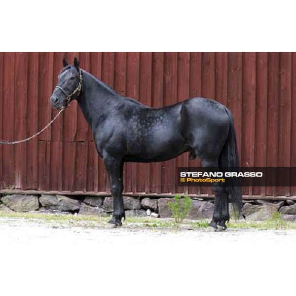 Mack Lobell at Menhammar Stud Ehero - 30th may 2005 ph. Stefano Grasso
