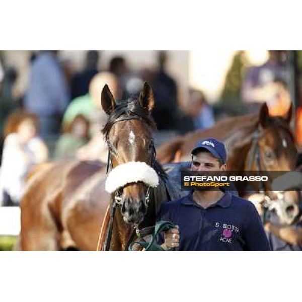 Celticus Roma,Capannelle racecourse,27th oct.2013 ph.Stefano Grasso