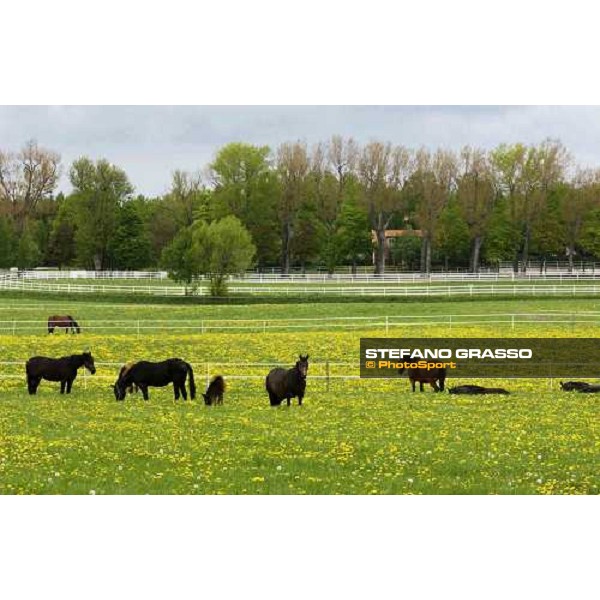 foals and mares at Menhammar Stud Ehero - 30th may 2005 ph. Stefano Grasso