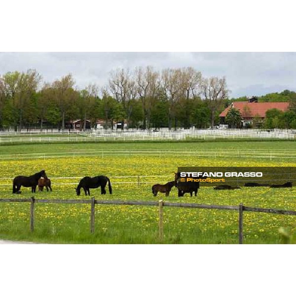 foals and mares at Menhammar Stud Ehero - 30th may 2005 ph. Stefano Grasso