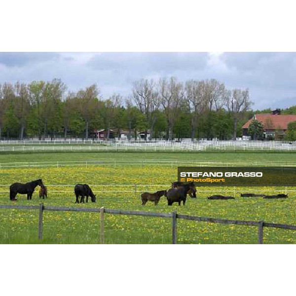 foals and mares at Menhammar Stud Ehero - 30th may 2005 ph. Stefano Grasso