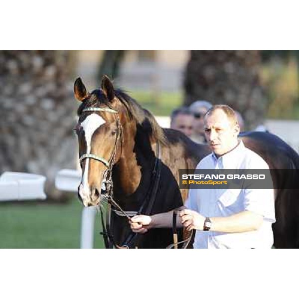 Red Lips Roma,Capannelle racecourse,27th oct.2013 ph.Stefano Grasso