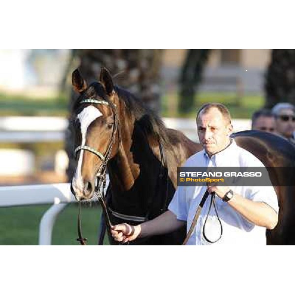 Red Lips Roma,Capannelle racecourse,27th oct.2013 ph.Stefano Grasso