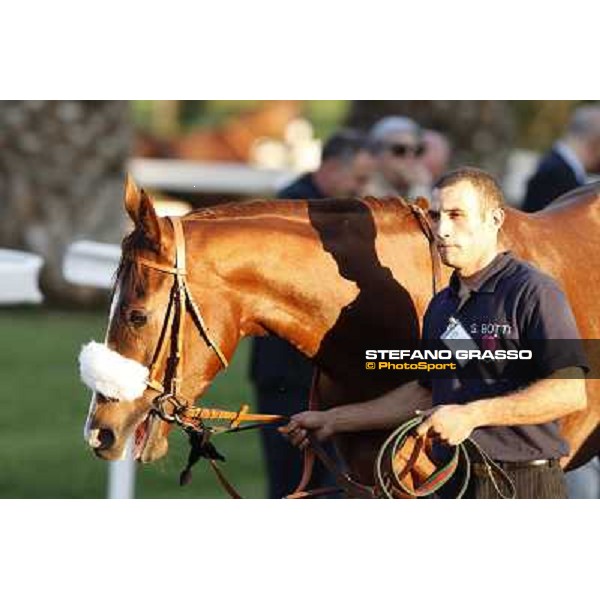 Charity Line before winning the Gran Premio Longines Lydia Tesio Roma,Capannelle racecourse,27th oct.2013 ph.Stefano Grasso