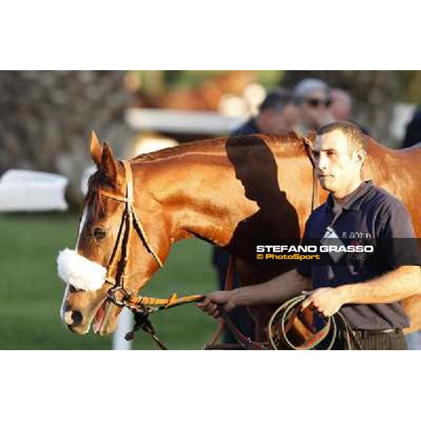 Charity Line before winning the Gran Premio Longines Lydia Tesio Roma,Capannelle racecourse,27th oct.2013 ph.Stefano Grasso