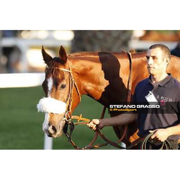 Charity Line before winning the Gran Premio Longines Lydia Tesio Roma,Capannelle racecourse,27th oct.2013 ph.Stefano Grasso