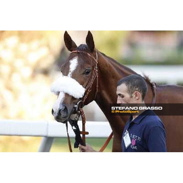 Charity Line before winning the Gran Premio Longines Lydia Tesio Roma,Capannelle racecourse,27th oct.2013 ph.Stefano Grasso