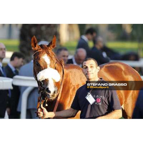 Charity Line before winning the Gran Premio Longines Lydia Tesio Roma,Capannelle racecourse,27th oct.2013 ph.Stefano Grasso