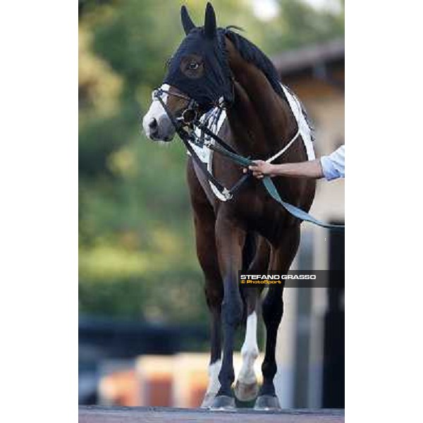 A portrait pf Gentleman Only winner of the Premio Guido Berardelli Roma,1st nov.2013 ph.Stefano Grasso