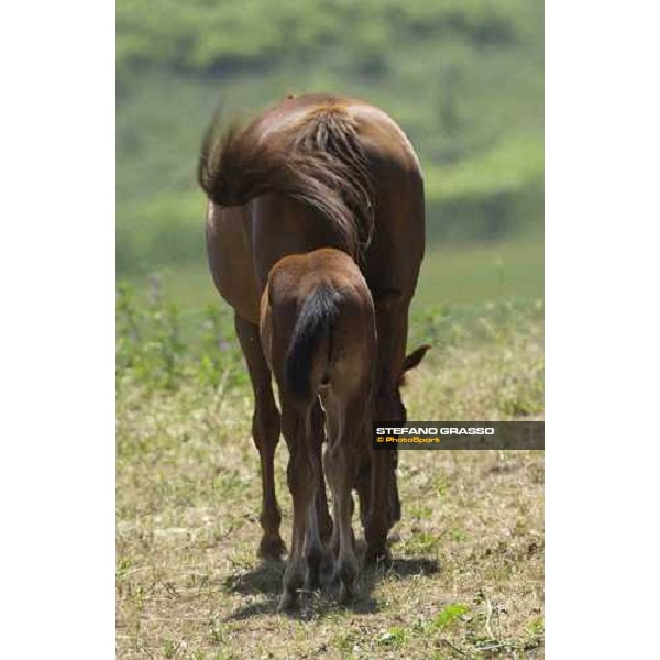 foal and mare at Stud Porta Medaglia Rome 21th may 2005 ph. Stefano Grasso