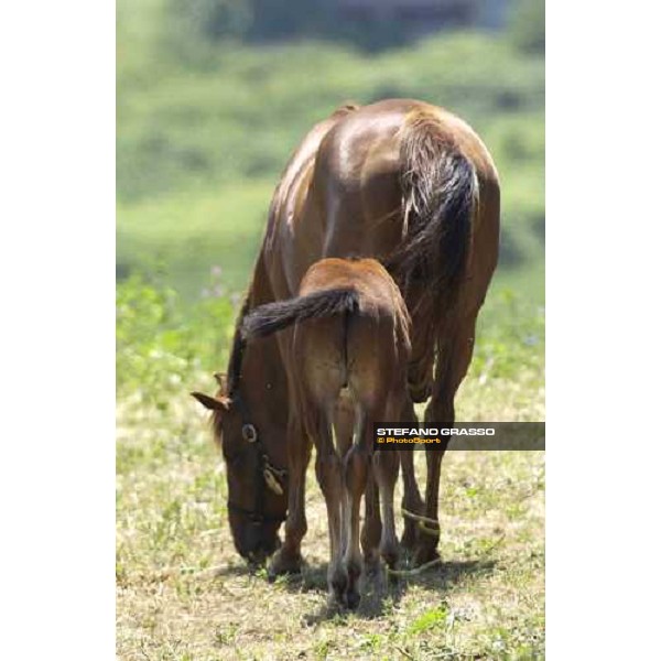 foal and mare at Stud Porta Medaglia Rome 21th may 2005 ph. Stefano Grasso