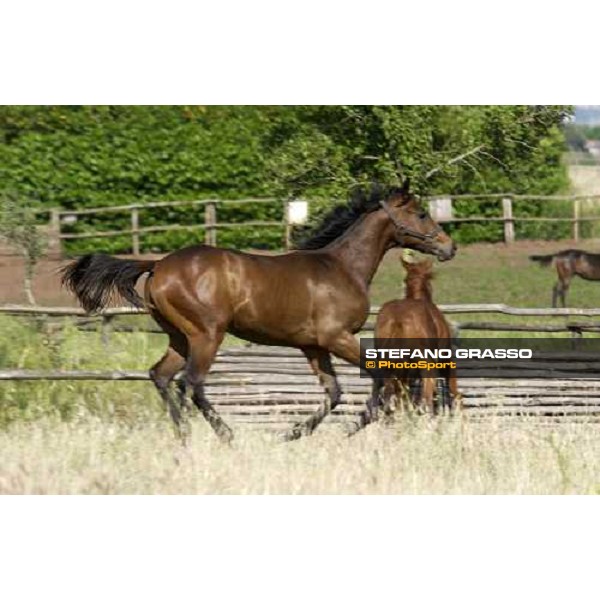 yearlings at Stud Porta Medaglia Rome, 21st may 2005 ph. Stefano Grasso