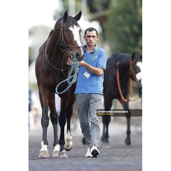 Fancy Beat Premio Roma GBI Racing Roma,Capannelle racecourse,3rd nov.2013 ph.Stefano Grasso