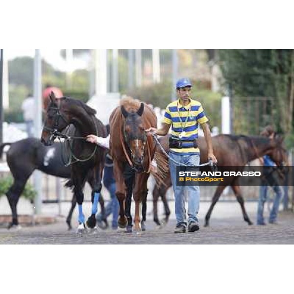 Refuse to Bobbin Premio Roma GBI Racing Roma,Capannelle racecourse,3rd nov.2013 ph.Stefano Grasso