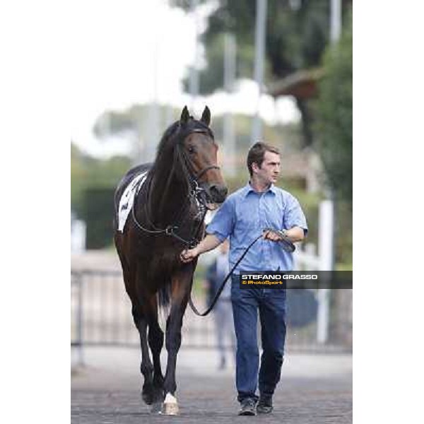 Feuerblitz Premio Roma GBI Racing Roma,Capannelle racecourse,3rd nov.2013 ph.Stefano Grasso