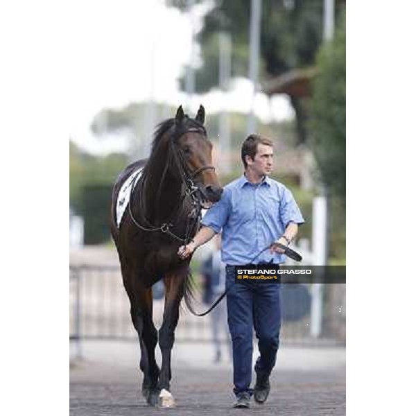 Feuerblitz Premio Roma GBI Racing Roma,Capannelle racecourse,3rd nov.2013 ph.Stefano Grasso