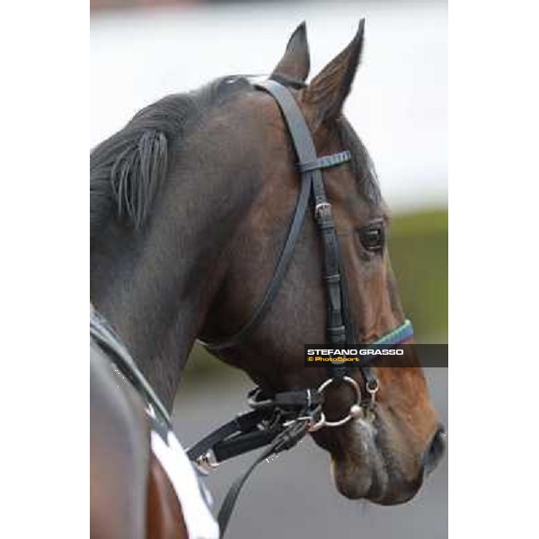 Orsino Premio Roma GBI Racing Roma,Capannelle racecourse,3rd nov.2013 ph.Stefano Grasso