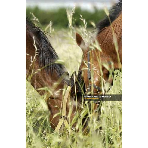 yearlings at Stud Porta Medaglia Rome, 21st may 2005 ph. Stefano Grasso