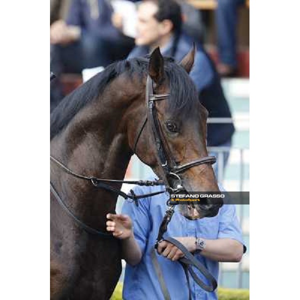 Feuerblitz Premio Roma GBI Racing Roma,Capannelle racecourse,3rd nov.2013 ph.Stefano Grasso