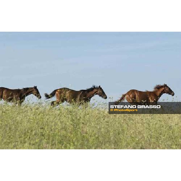 yearlings at Stud Porta Medaglia Rome, 21st may 2005 ph. Stefano Grasso