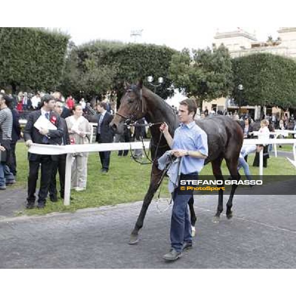 Feuerblitz parading after winning the Premio Roma GBI Racing Roma,Capannelle racecourse,3rd nov.2013 ph.Stefano Grasso