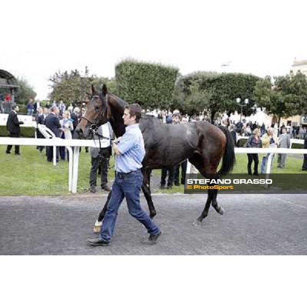 Feuerblitz parading after winning the Premio Roma GBI Racing Roma,Capannelle racecourse,3rd nov.2013 ph.Stefano Grasso
