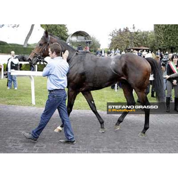 Feuerblitz parading after winning the Premio Roma GBI Racing Roma,Capannelle racecourse,3rd nov.2013 ph.Stefano Grasso