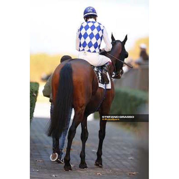 Fabio Branca on Principe Adepto Roma,Capannelle racecourse,3rd nov.2013 ph.Stefano Grasso