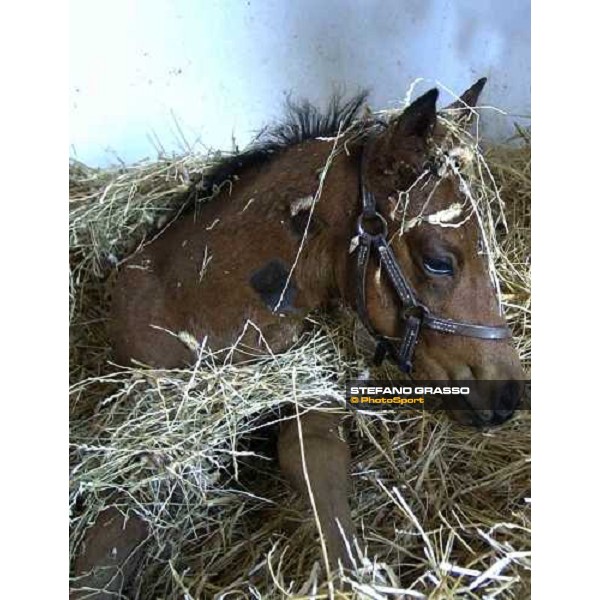 a foal at Stud Porta Medaglia Rome, 21st may 2005 ph. Stefano Grasso