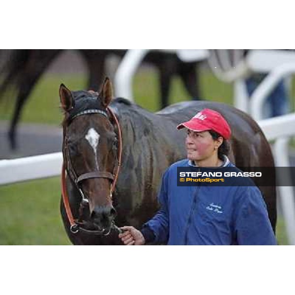 Saint Bernard parades after winning the Premio Ribot Roma,Capannelle racecourse,3rd nov.2013 ph.Stefano Grasso