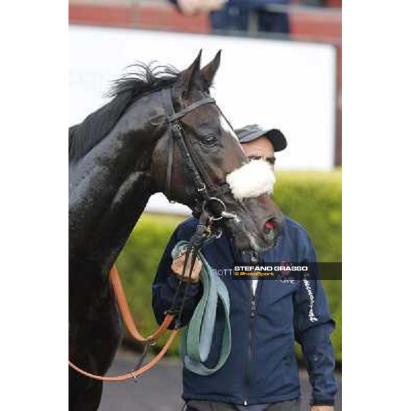 Last Temptation returns home after the finish of the Premio Erice Roma,Capannelle racecourse,3rd nov.2013 ph.Stefano Grasso