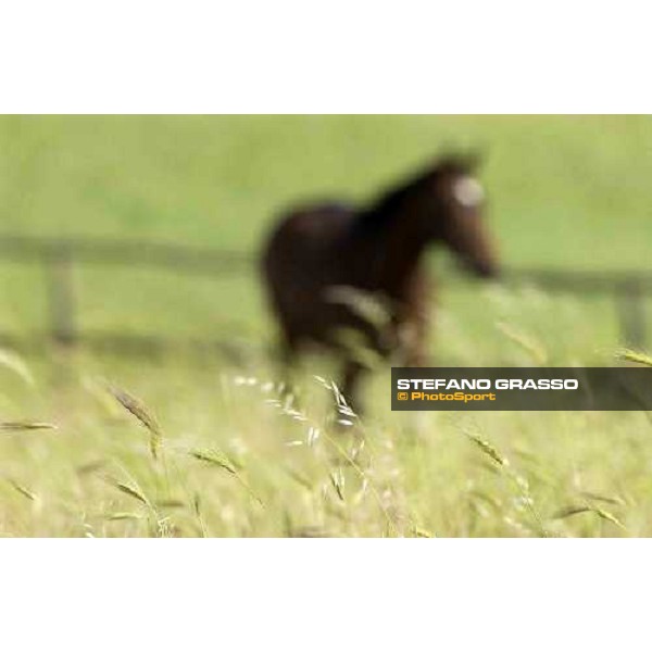 a yearling at Stud Porta Medaglia Rome, 21st may 2005 ph. Stefano Grasso
