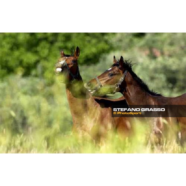 yearlings playing at Stud Porta Medaglia Rome, 21st may 2005 ph. Stefano Grasso