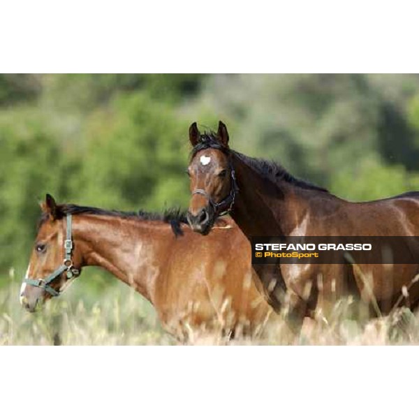 yearlings at Stud Porta Medaglia Rome, 21st may 2005 ph. Stefano Grasso