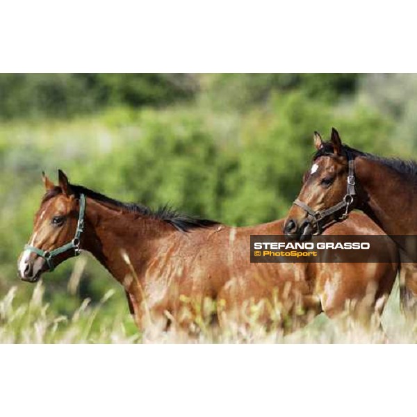 yearlings playing at Stud Porta Medaglia Rome, 21st may 2005 ph. Stefano Grasso