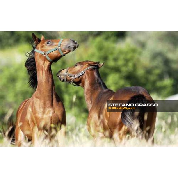 yearlings playing at Stud Porta Medaglia Rome, 21st may 2005 ph. Stefano Grasso