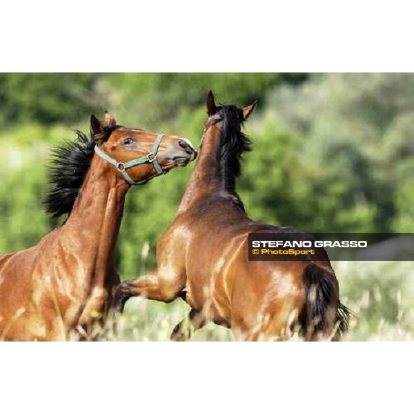 yearlings playing at Stud Porta Medaglia Rome, 21st may 2005 ph. Stefano Grasso