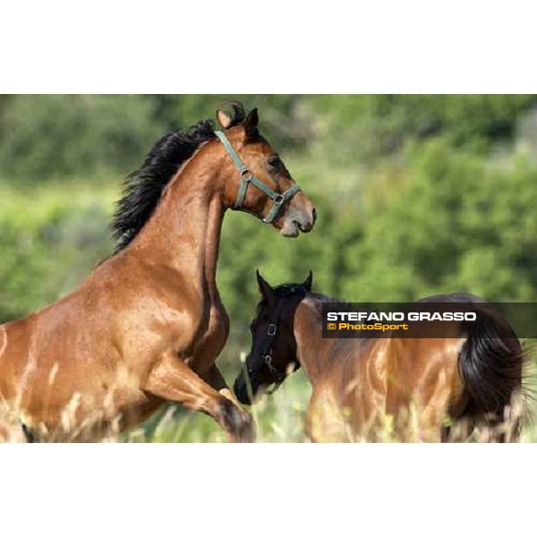 yearlings playing at Stud Porta Medaglia Rome, 21st may 2005 ph. Stefano Grasso